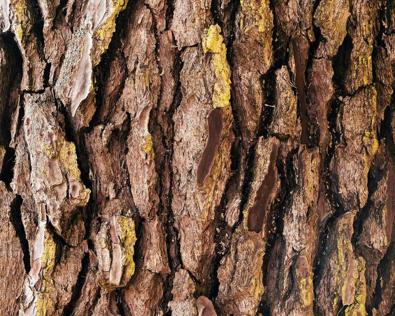 Nahaufnahme Baumrinde