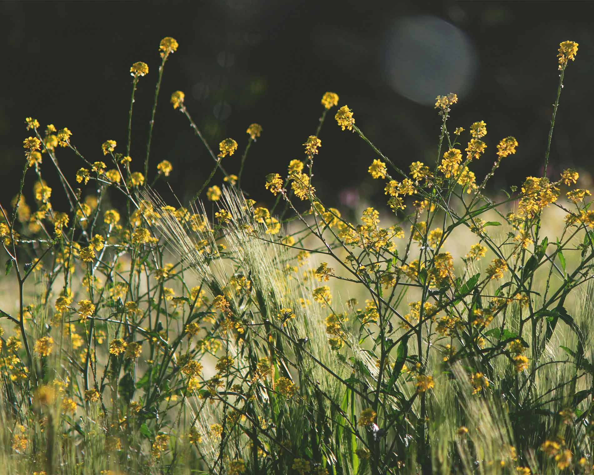 Nahaufnahme Blumenwiese